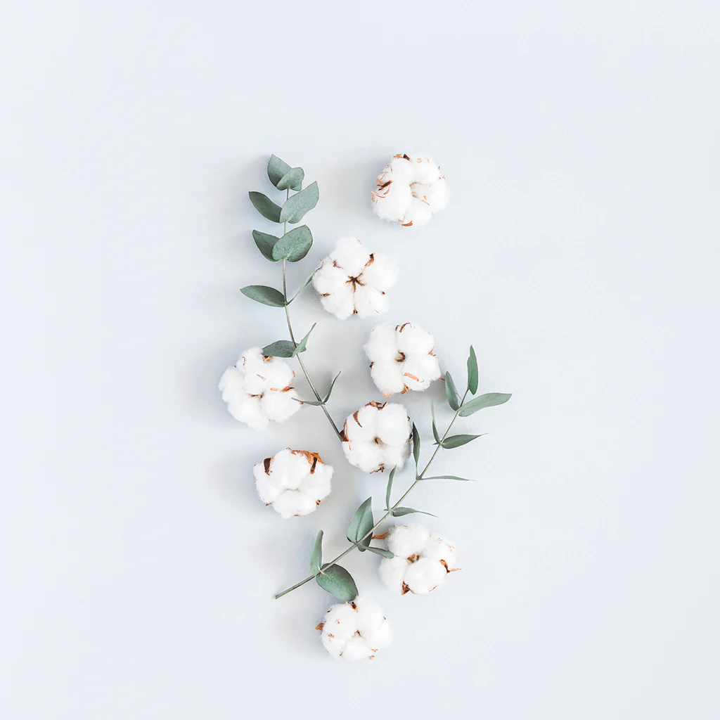 Sun Dried Cotton Fragrance Oil 471
