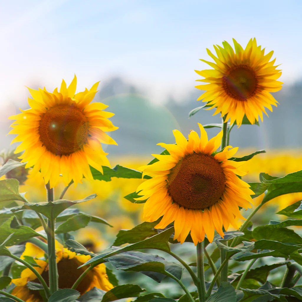 Sunflower* Fragrance Oil 21809