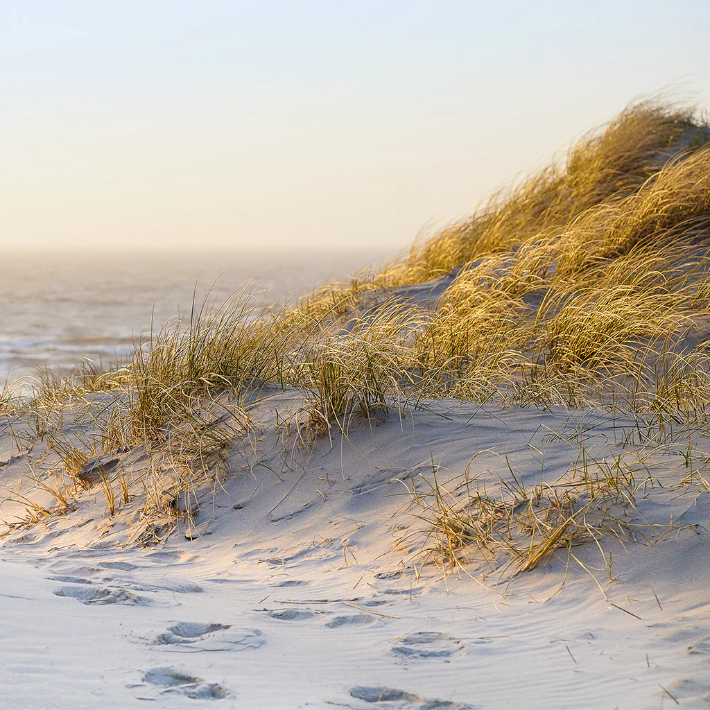 Sunkissed Beach Grass Fragrance Oil (Special Order)