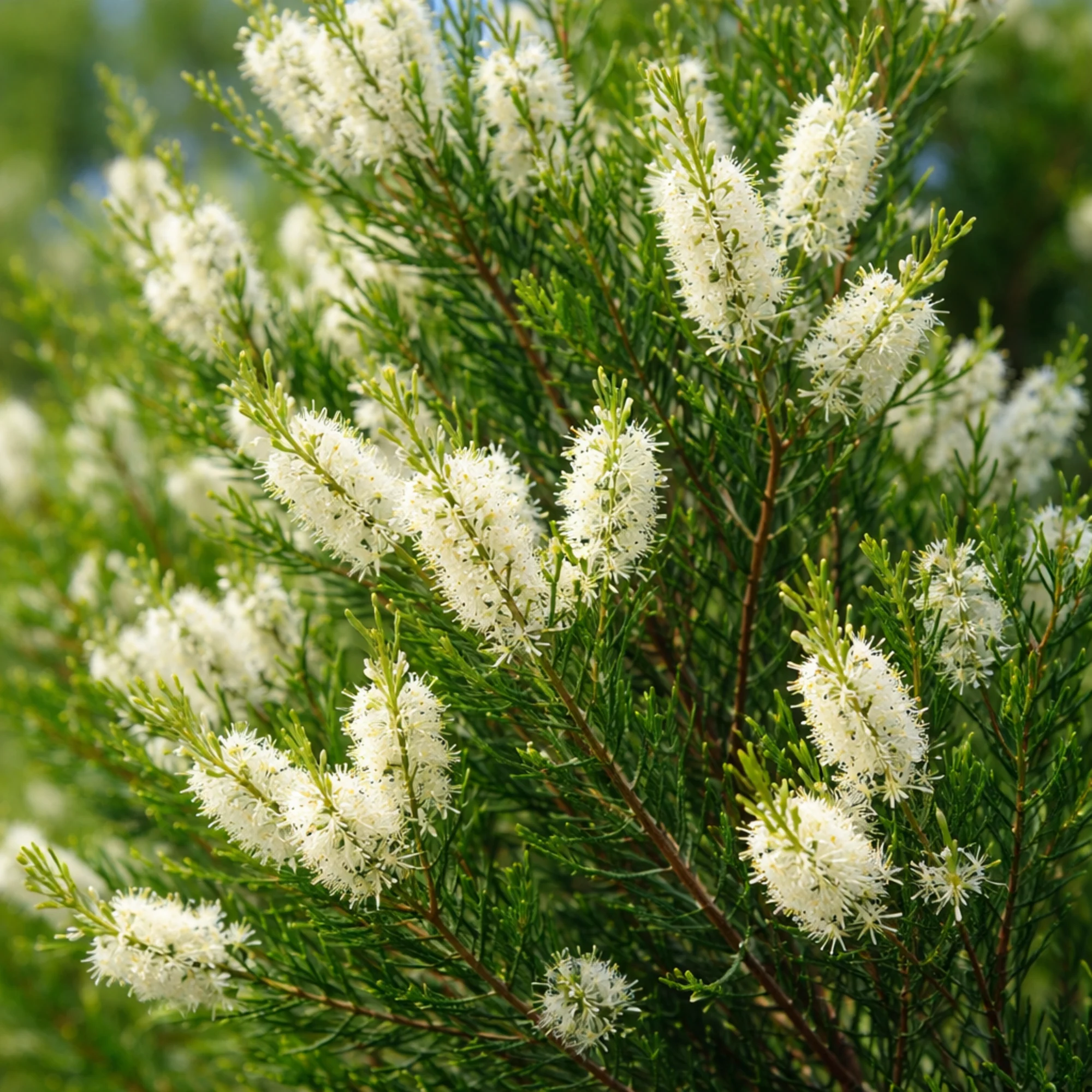 Tea Tree Essential Oil - 100% Pure 136