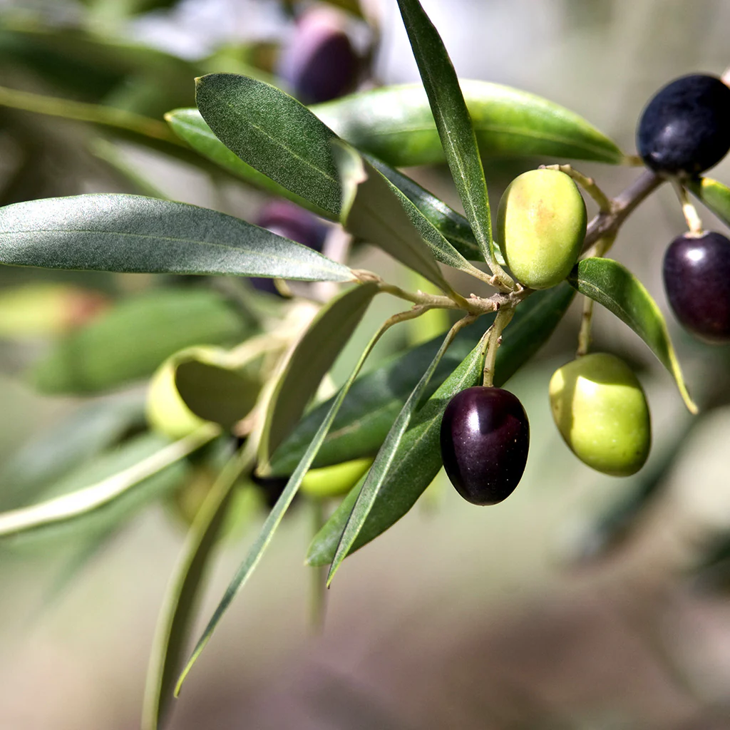 Tuscan Olive Leaf Fragrance Oil (Special Order)