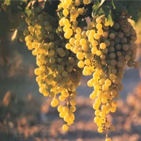Vineyard* Fragrance Oil (Special Order)