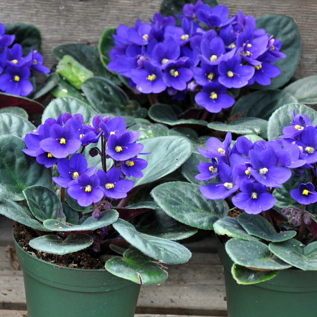 Violets & Violas Fragrance Oil (Special Order)