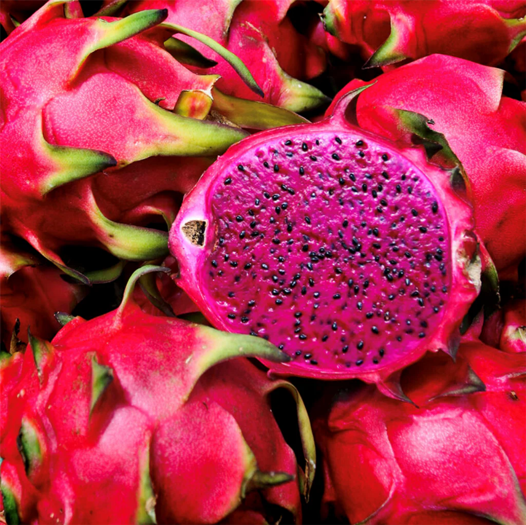 Viva Magenta Fragrance Oil 1093