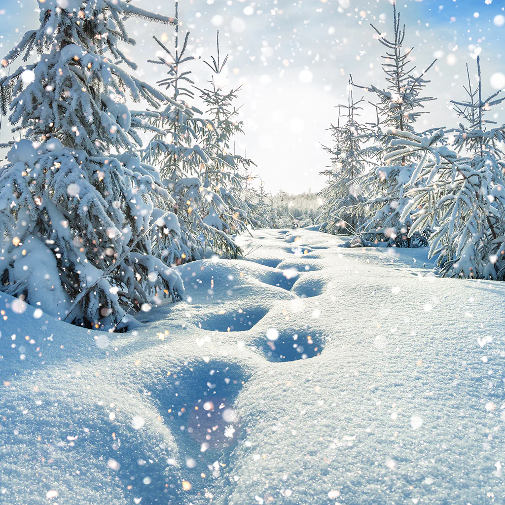 White Christmas* Fragrance Oil 569