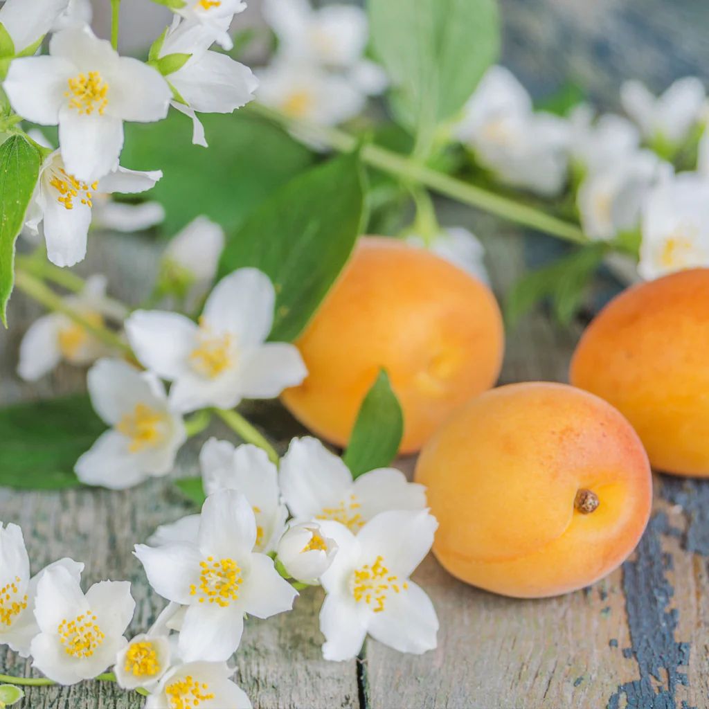 Wild Berries & Mimosa Fragrance Oil 837