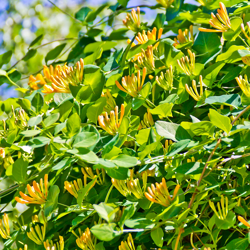 Wild Honeysuckle* Fragrance Oil 250