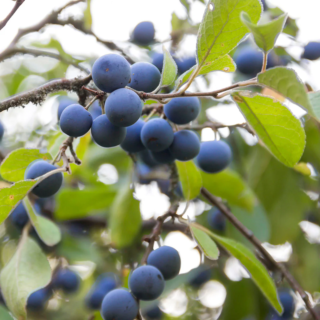 Wild Mahonia Berries Fragrance Oil (Special Order)