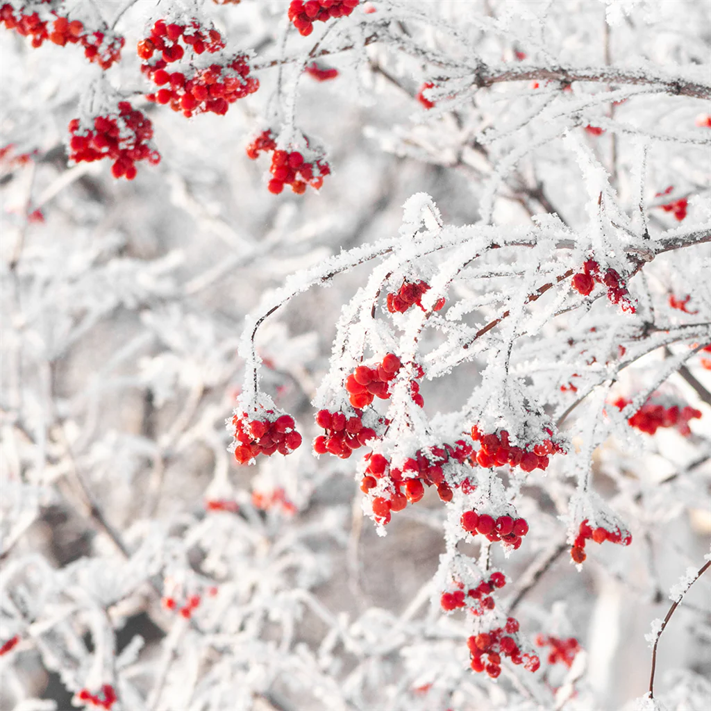 Winterberry Walk Fragrance Oil 1283